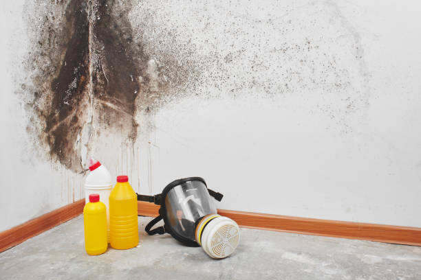 Best Mold Damage Repair  in Bryan, TX