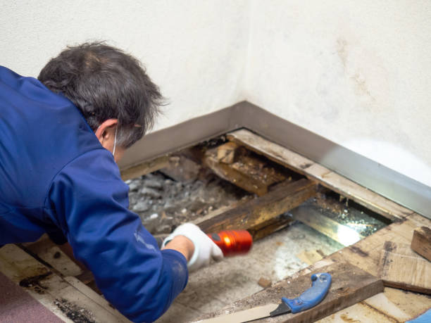 Best Mold Testing  in Bryan, TX