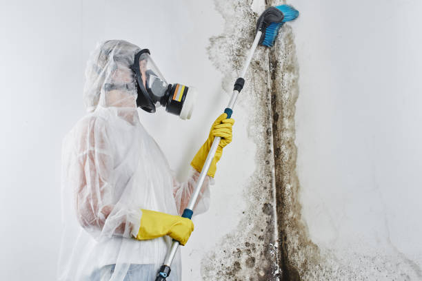 Best Toxic Mold Removal  in Bryan, TX
