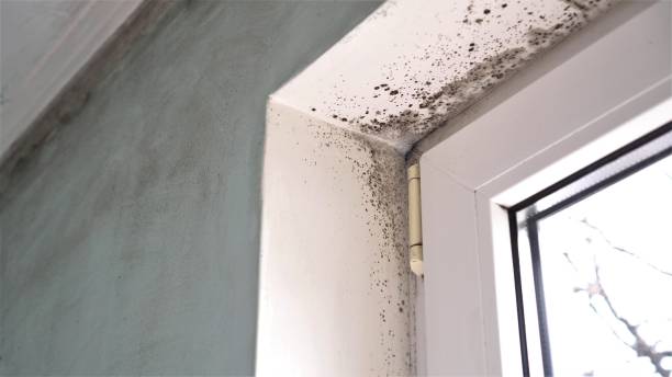 Best Mold Cleaning Services  in Bryan, TX