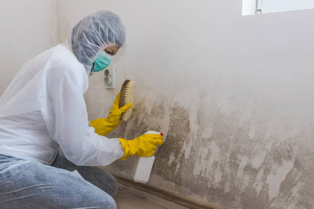 Best Residential Mold Removal  in Bryan, TX