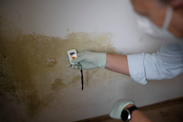 Home Mold Removal in Bryan, TX