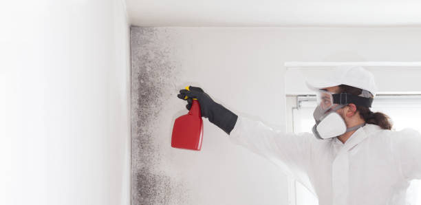 Best Mold Remediation  in Bryan, TX