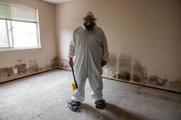 Mold Removal Process in Bryan, TX