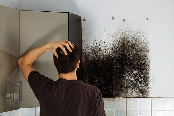 Best Emergency Mold Removal  in Bryan, TX