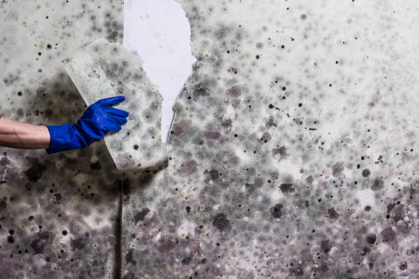 Bryan, TX Mold Removal Company