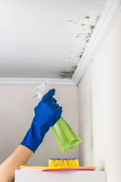 Best Same-Day Mold Removal  in Bryan, TX