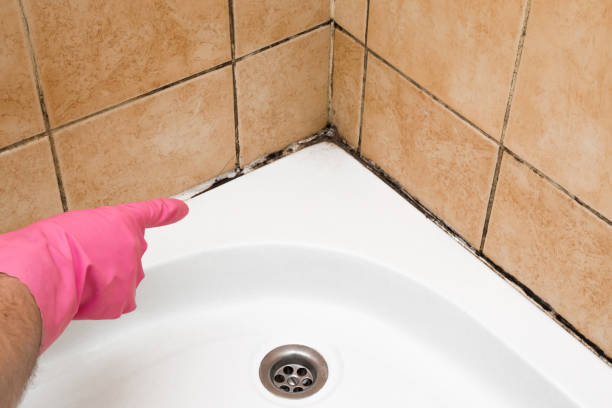 Best Professional Mold Removal  in Bryan, TX